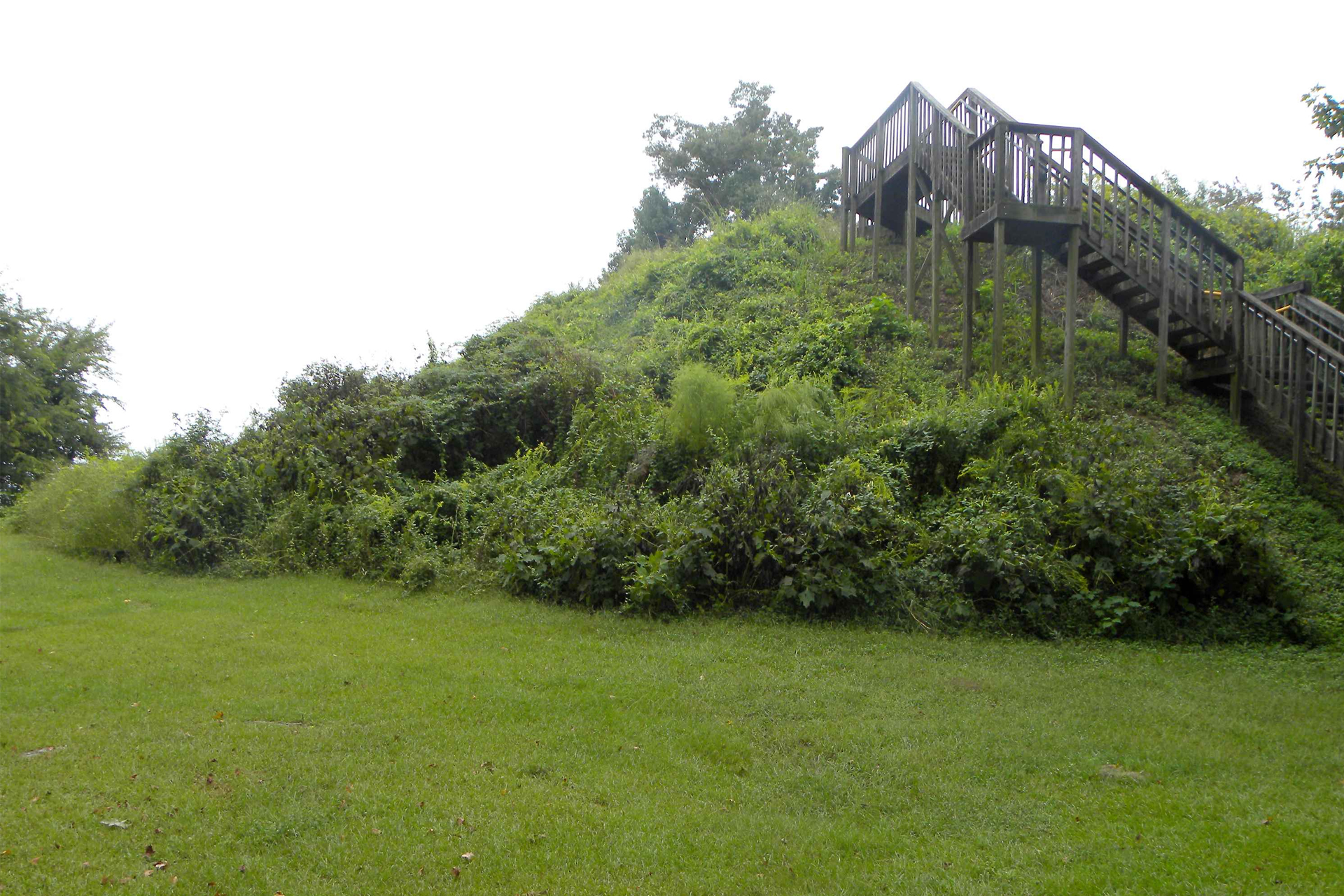 Grass and bushes with wooden staircase