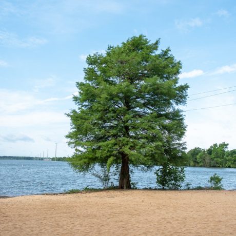 Tall tree by a lake