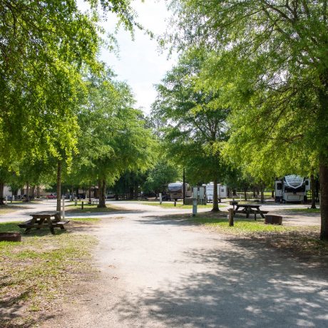 Palmetto Shores Resort grounds with RV's in the background