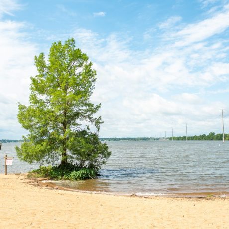 Tall tree by a lake