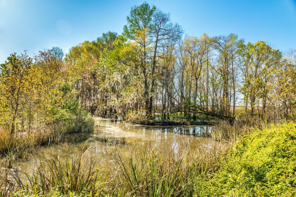 Swamp with trees and grass around it